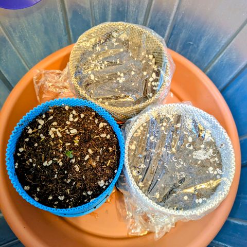 Purple Glam Kush growlog photo: Leaves were curled up, bottom watering and more light were provided.