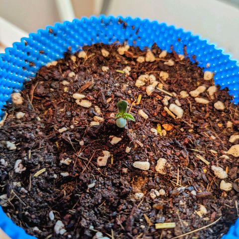 Purple Glam Kush growlog photo: Leaves were curled up, bottom watering and more light were provided.