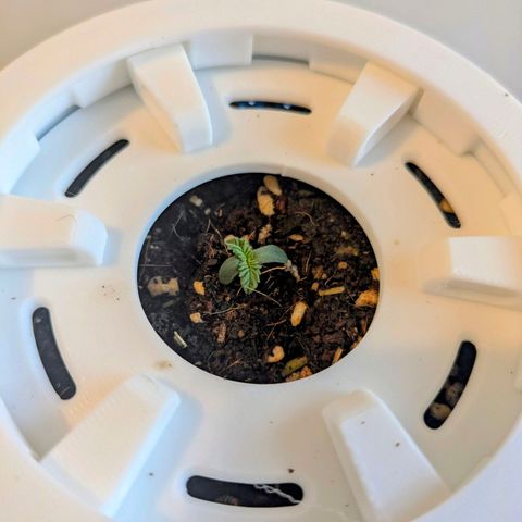 Purple Glam Kush growlog photo: True leaves have doubled in size and a heat mat was added. 