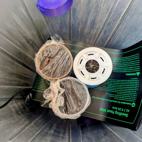 Purple Glam Kush growlog photo: True leaves have doubled in size and a heat mat was added. 