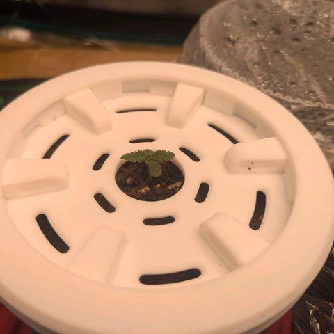 Purple Glam Kush growlog photo: Significant growth noted. 
