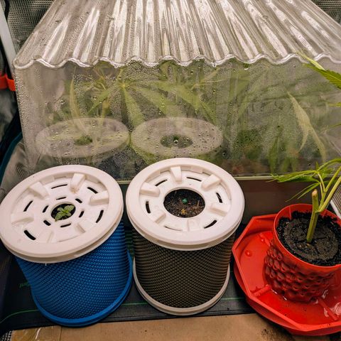 Purple Glam Kush growlog photo: Attempting cloning along side significant growth. 