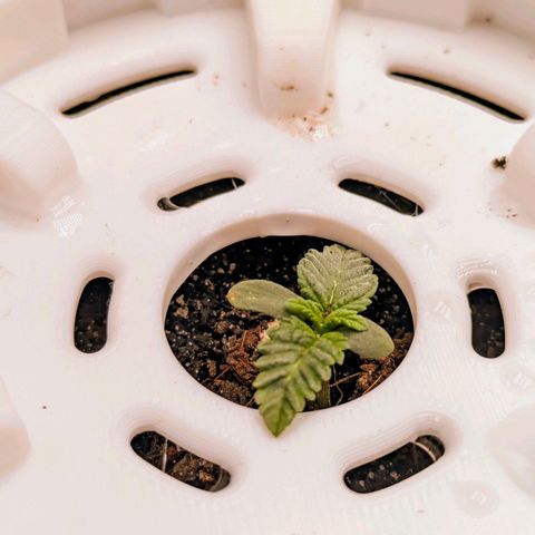 Purple Glam Kush growlog photo: Attempting cloning along side significant growth. 