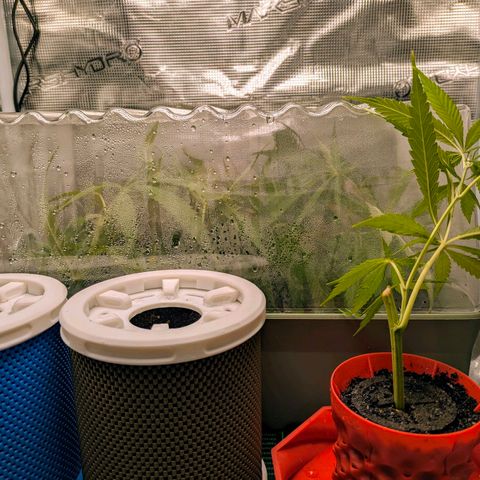 Purple Glam Kush growlog photo: Attempting cloning along side significant growth. 