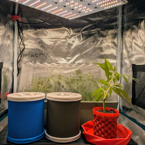 Purple Glam Kush growlog photo: Attempting cloning along side significant growth. 