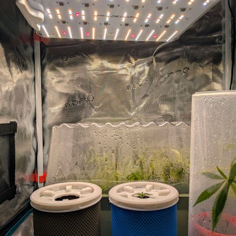 Purple Glam Kush growlog timeline photo