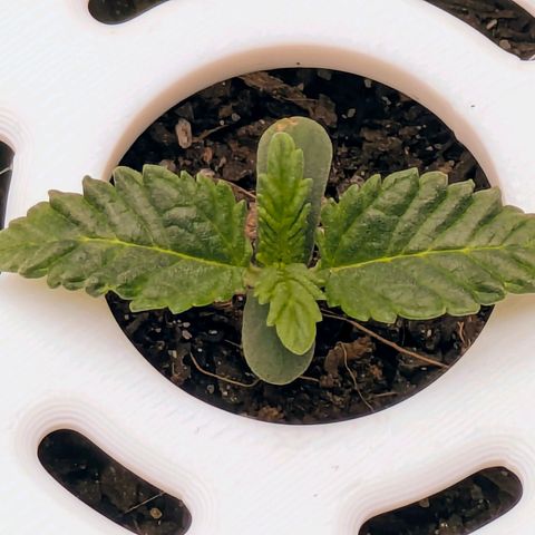 Purple Glam Kush growlog timeline photo