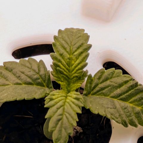 Purple Glam Kush growlog photo: Second set of true leaves can be seen