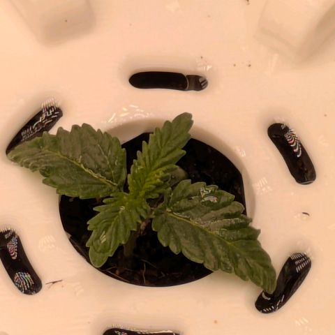 Purple Glam Kush growlog timeline photo