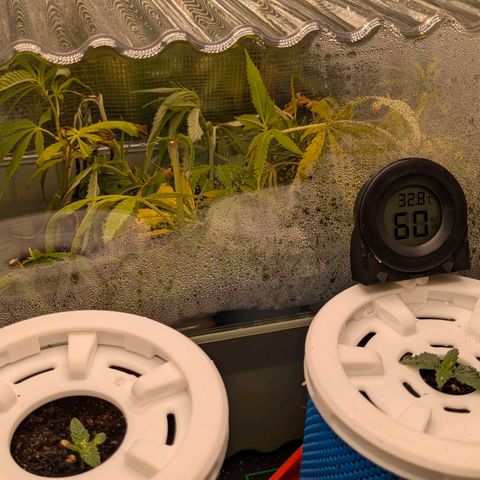 Purple Glam Kush growlog timeline photo