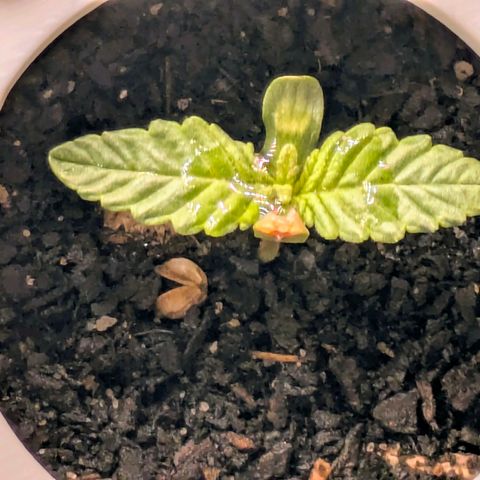 Purple Glam Kush growlog photo: Second set of true leaves can be seen