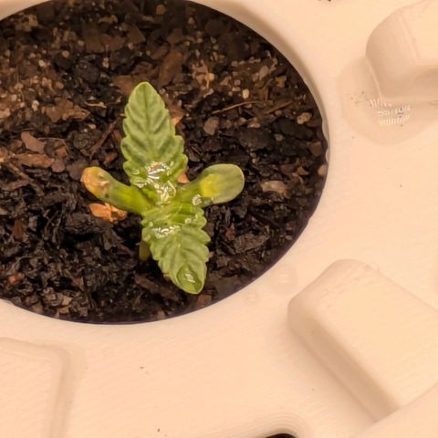 Purple Glam Kush growlog timeline photo