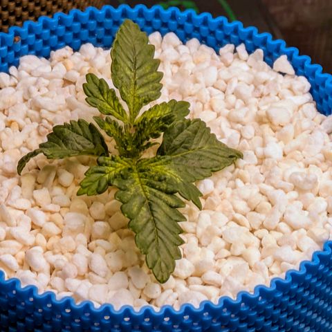 Purple Glam Kush growlog photo: Significant growth noted with light bleaching. Lighted raised 15cm. 

Digital monitors added to grow space. 