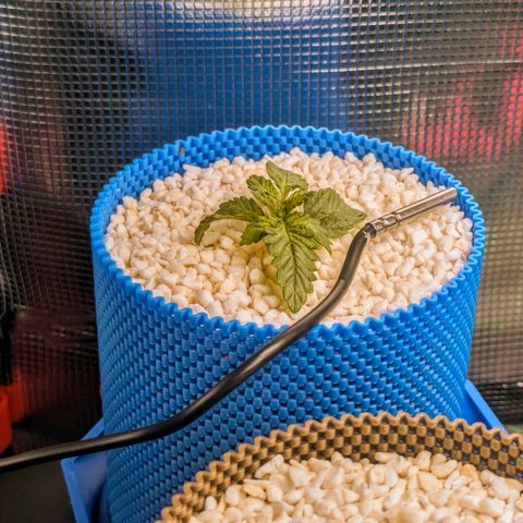 Purple Glam Kush growlog photo: Significant growth noted with light bleaching. Lighted raised 15cm. 

Digital monitors added to grow space. 