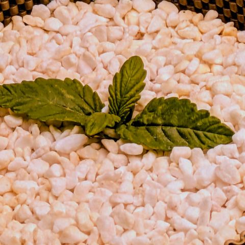 Purple Glam Kush growlog photo: Significant growth noted with light bleaching. Lighted raised 15cm. 

Digital monitors added to grow space. 