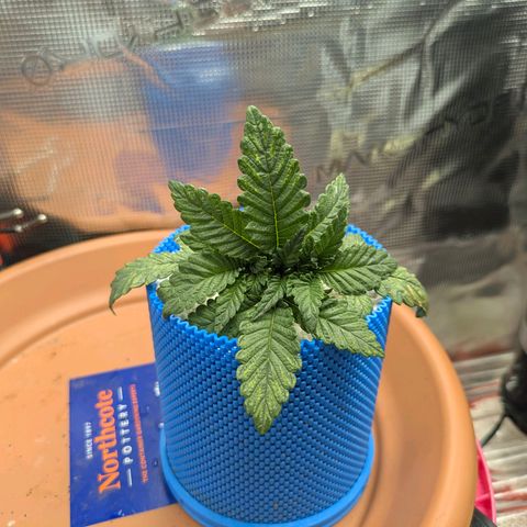 Purple Glam Kush growlog photo: First LST completed 