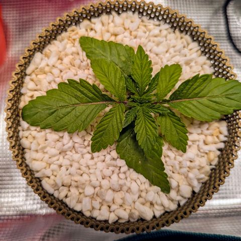 Purple Glam Kush growlog photo: First LST completed 