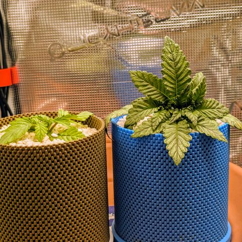 Purple Glam Kush growlog photo: First LST completed 