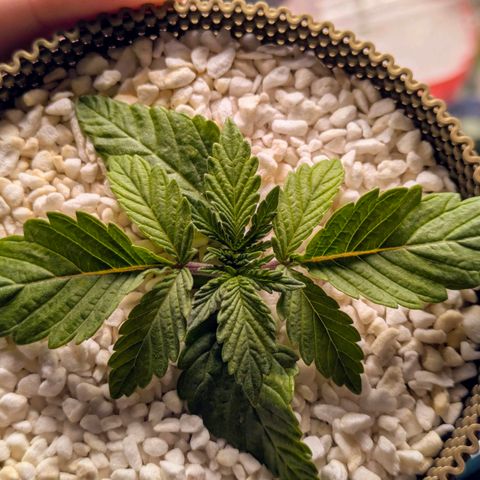 Purple Glam Kush growlog photo: First LST completed 