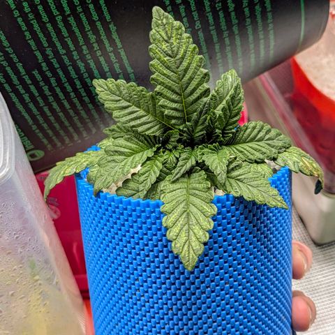 Purple Glam Kush growlog photo: First LST completed 