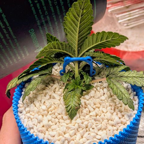 Purple Glam Kush growlog photo: First LST completed 