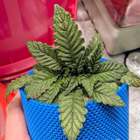 Purple Glam Kush growlog photo: First LST completed 