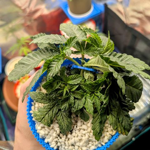 Purple Glam Kush growlog timeline photo