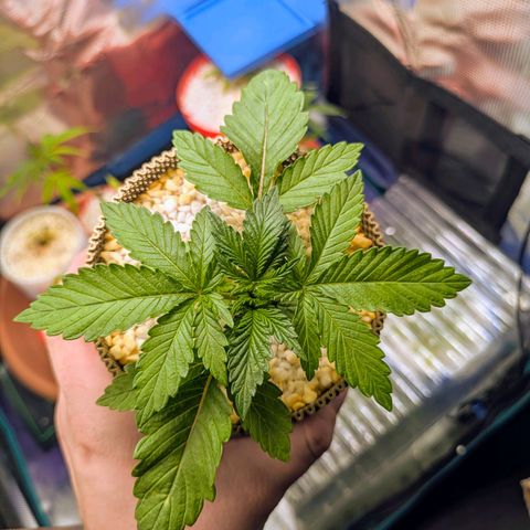 Purple Glam Kush growlog timeline photo