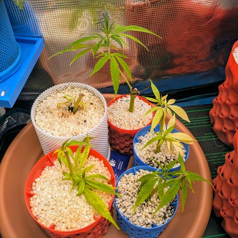 Purple Glam Kush growlog timeline photo