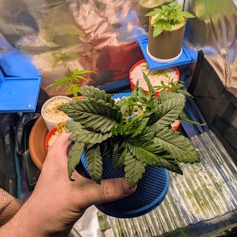 Purple Glam Kush growlog timeline photo