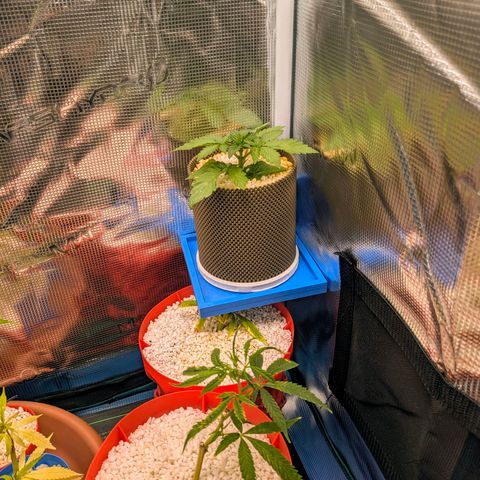 Purple Glam Kush growlog timeline photo
