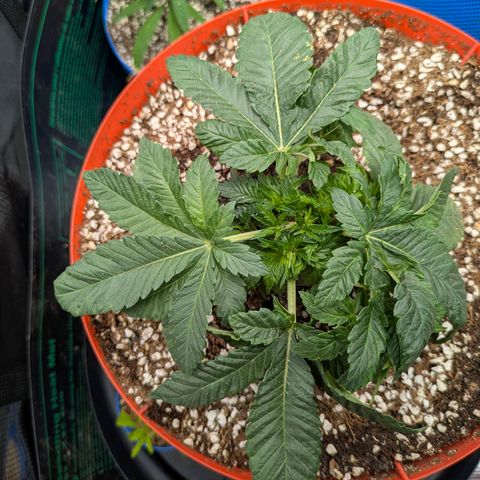 Purple Glam Kush growlog timeline photo