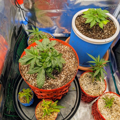 Purple Glam Kush growlog timeline photo
