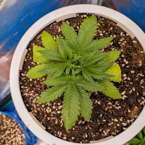 Purple Glam Kush growlog timeline photo