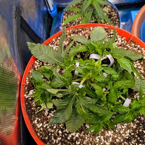 Purple Glam Kush growlog timeline photo