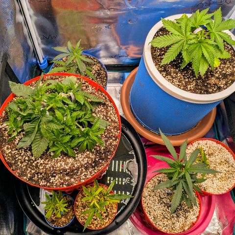 Purple Glam Kush growlog timeline photo