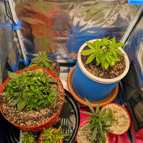 Purple Glam Kush growlog timeline photo