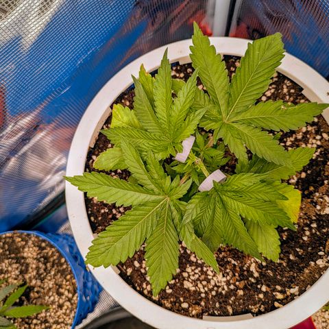 Purple Glam Kush growlog timeline photo