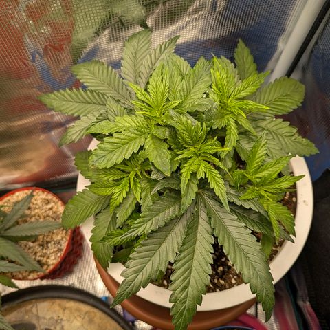Purple Glam Kush growlog timeline photo