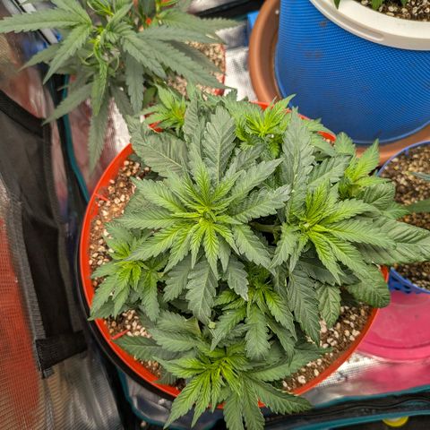 Purple Glam Kush growlog timeline photo