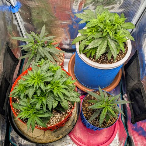 Purple Glam Kush growlog timeline photo