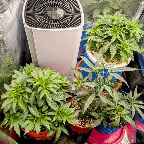 Purple Glam Kush growlog timeline photo