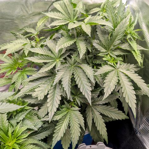 Purple Glam Kush growlog photo: Significant growth. First pheno is much shorter and significantly bushier. I will defoliate soon. 