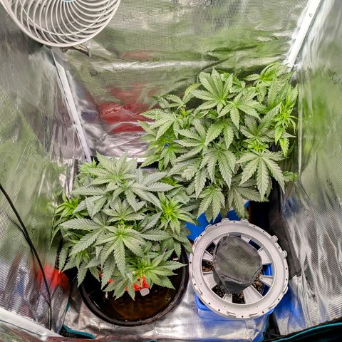 Purple Glam Kush growlog photo: Significant growth. First pheno is much shorter and significantly bushier. I will defoliate soon. 