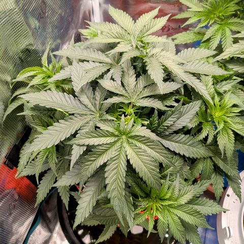 Purple Glam Kush growlog photo: Significant growth. First pheno is much shorter and significantly bushier. I will defoliate soon. 