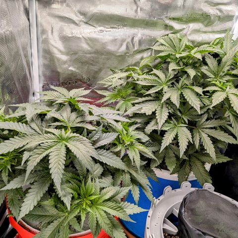 Purple Glam Kush growlog photo: Significant growth. First pheno is much shorter and significantly bushier. I will defoliate soon. 