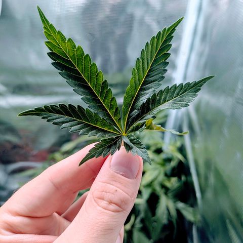 Purple Glam Kush growlog photo: Significant growth. First pheno is much shorter and significantly bushier. I will defoliate soon. 