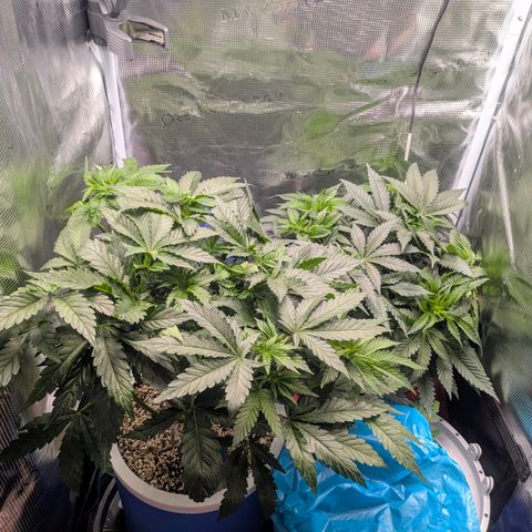 Purple Glam Kush growlog timeline photo