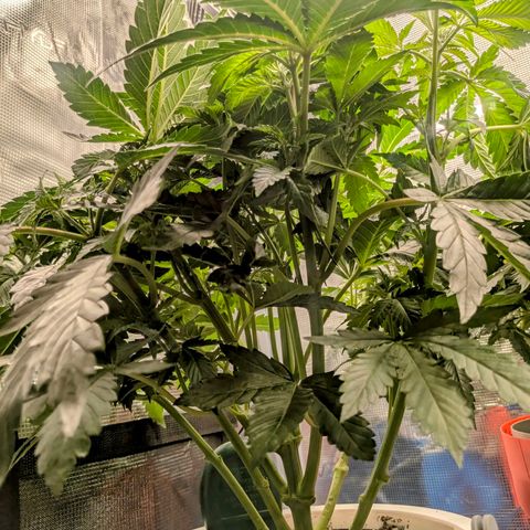 Purple Glam Kush growlog timeline photo