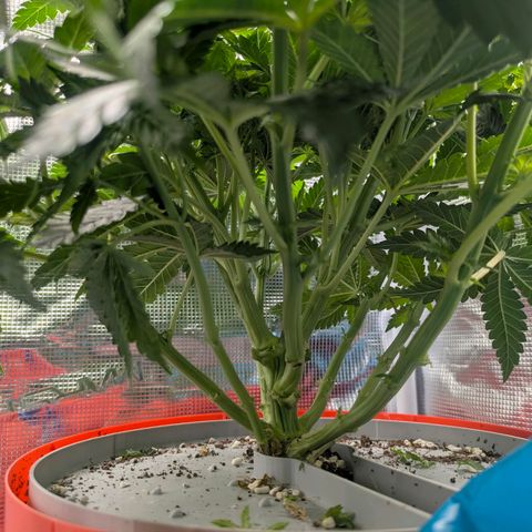Purple Glam Kush growlog timeline photo